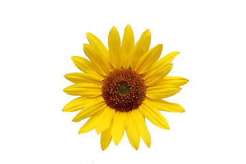 Image showing sunflower over white