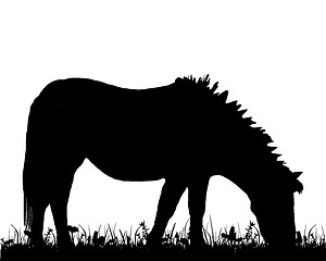 Image showing Pony grazing