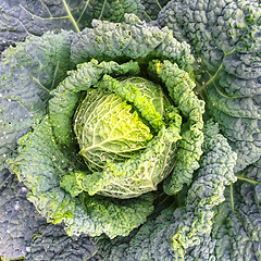 Image showing Close-up of Savoy cabbage