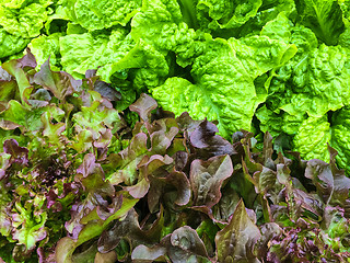 Image showing Green and red lettuce growing in the garden