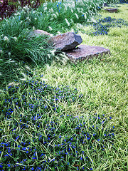Image showing Beautiful summer garden with stones and blue flowers