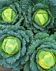 Image showing Savoy cabbage in the garden