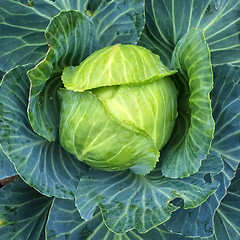 Image showing Close-up of green cabbage