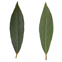 Image showing Laurel Bay tree leaf isolated