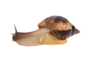 Image showing snail