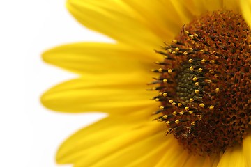 Image showing sunflower macro over white