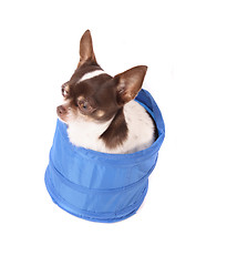 Image showing chihuahua in the basket