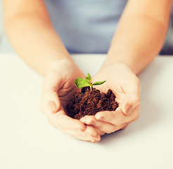 Image showing hands with green sprout and ground