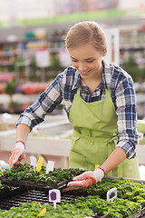 Image showing happy woman taking care of seedling in greenhouse