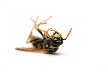 Image showing dead wasp