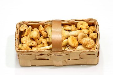 Image showing Basket of Chanterelles