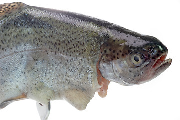 Image showing Fish eye