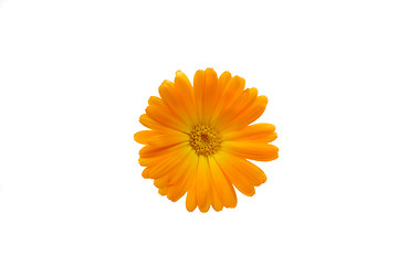 Image showing Marigold