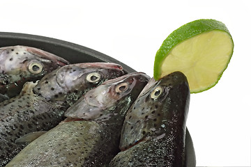 Image showing Rainbow Trouts