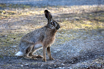 Image showing hare