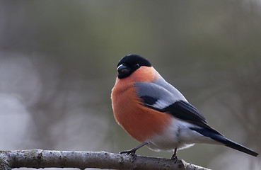 Image showing bullfinch