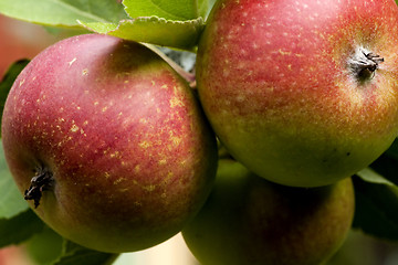 Image showing red apples