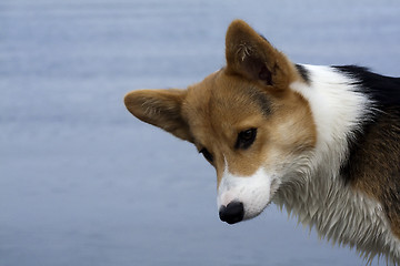 Image showing curiosity