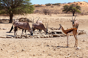 Image showing herd of Gemsbok, Oryx gazella and springbok on waterhole, focus to oryx