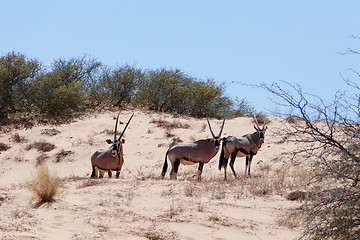 Image showing Gemsbok, Oryx gazella on sand dune