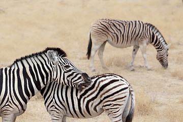 Image showing Burchell\'s zebra with foal, Equus quagga burchellii.