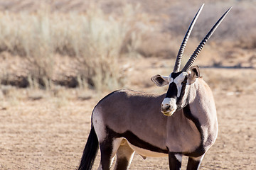 Image showing portrait of Gemsbok, Oryx gazella