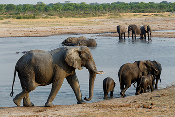 Image showing herd of African elephants drinking at a muddy waterhole