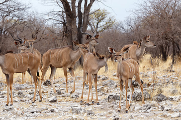 Image showing herd of Kudu in african savanna