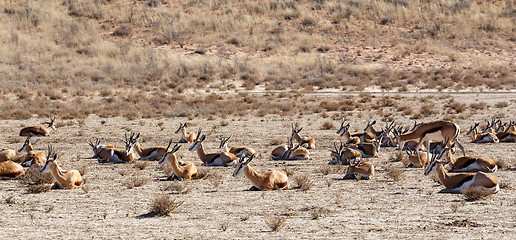 Image showing herd of springbok