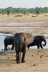 Image showing herd of African elephants drinking at a muddy waterhole