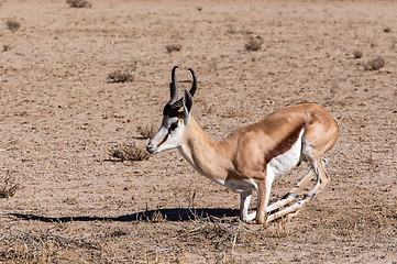 Image showing Springbok Antidorcas marsupialis in Kgalagadi