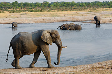 Image showing herd of African elephants drinking at a muddy waterhole