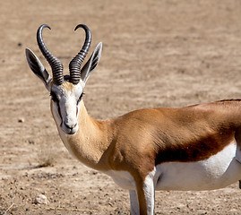 Image showing Portrait of Springbok Antidorcas marsupialis