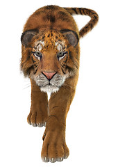 Image showing Tiger