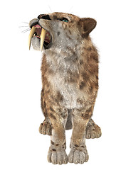 Image showing Big Cat Smilodon