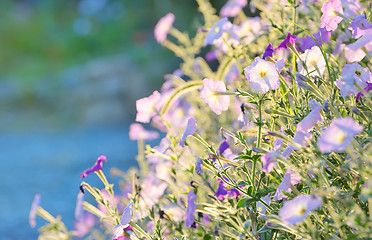 Image showing tobacco pink flowers 