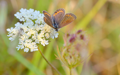 Image showing Butterfly Polyommatus Icarus