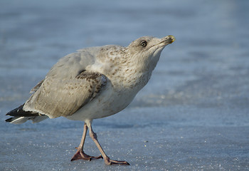 Image showing Herring gull