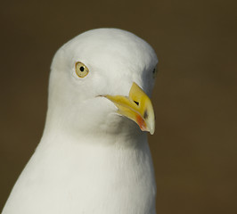 Image showing Herring gull