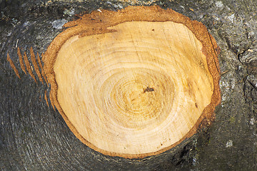 Image showing The trunk beech