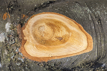 Image showing The trunk beech