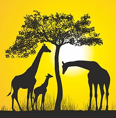 Image showing Giraffes on the African savannah