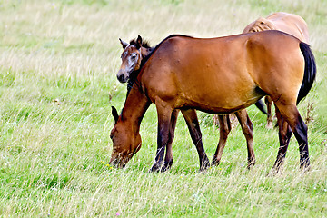 Image showing Horse sorrel with foal