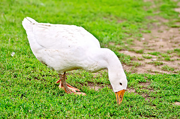 Image showing Goose white nips grass