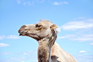 Image showing Camel on background of sky and clouds