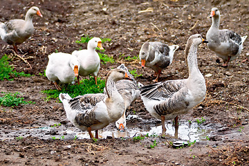 Image showing Geese gray on ground