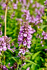 Image showing Stachys palustris