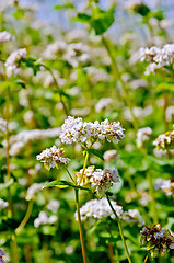 Image showing Buckwheat blooming in field with blue sky