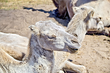 Image showing Camel on the sand