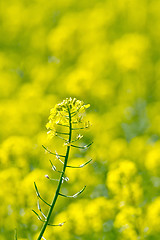 Image showing Colza yellow flower